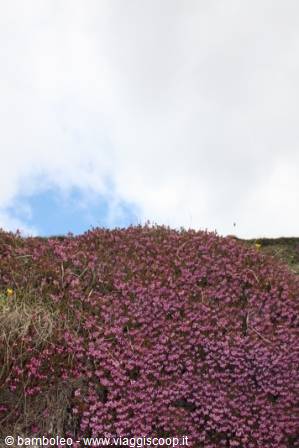 Wild pink flowers covering a grassy hillside beneath a cloudy sky
