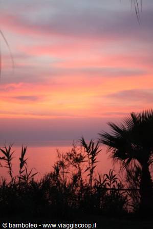 Pink and orange sky over the sea, palms and reeds backlit