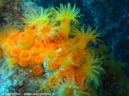 Bright yellow and orange anemones glowing on underwater rocks