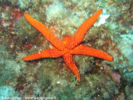 Red six-armed starfish on green rocky seabed