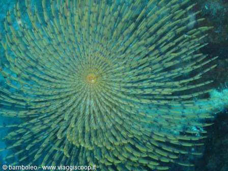 School of fish swirling in a giant spiral formation underwater