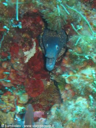Grey-blue moray eel peeking from a crevice among red coral and green algae