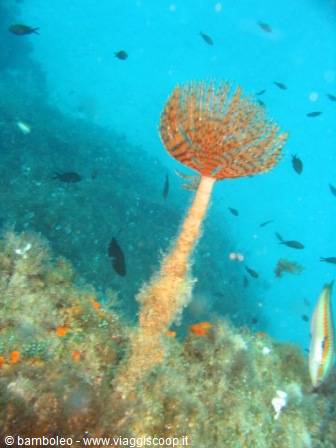 Feather duster worm among submerged rocks and small fish, filtered underwater light