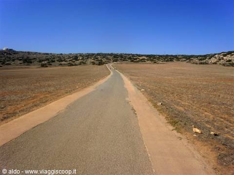 Cape Greko