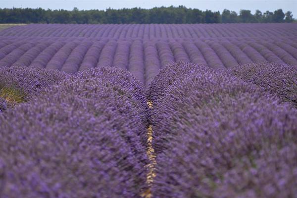 Valensole, lavender