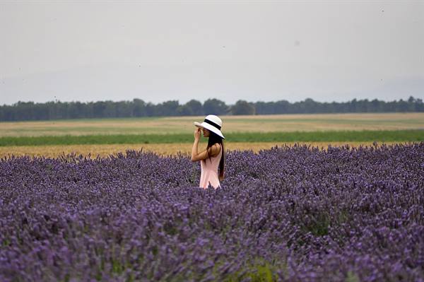 Valensole, lavender