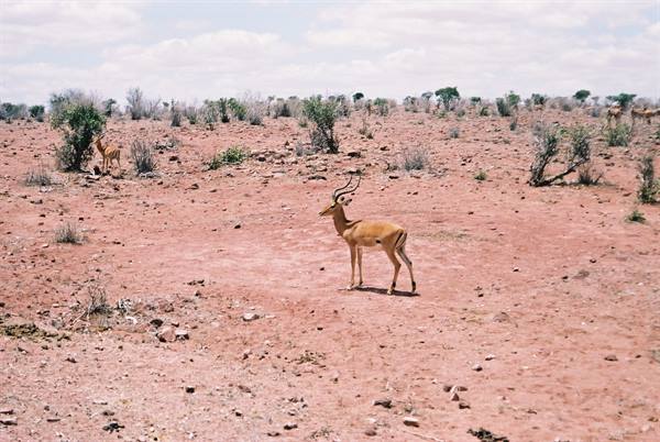 antelopes