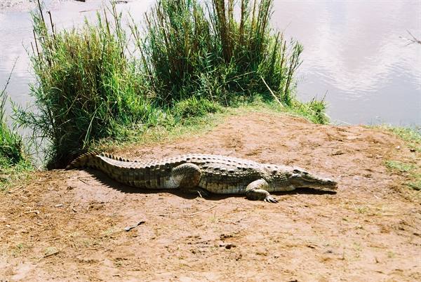crocodile during the safari