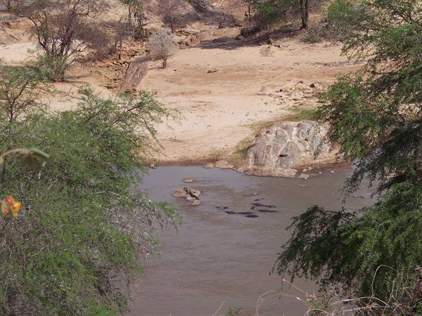 hippos