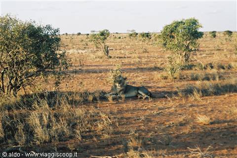 Safari