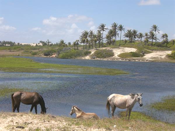 freshwater oasis in the dunes