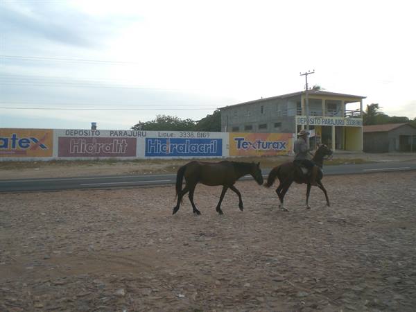 horses