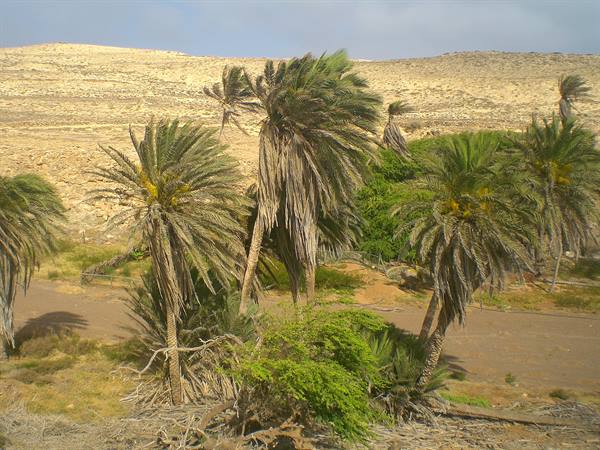Oasis in the middle of the island