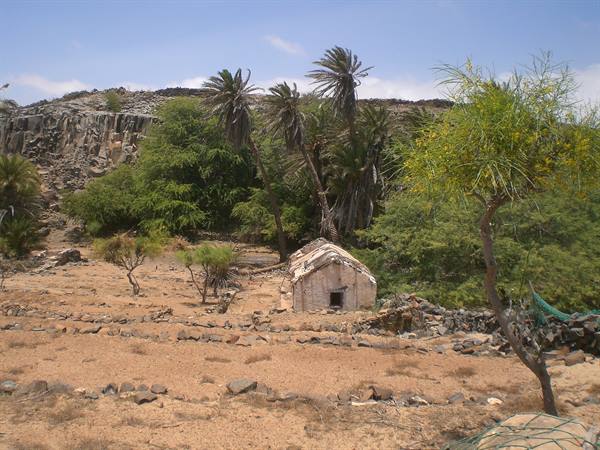 Oasis