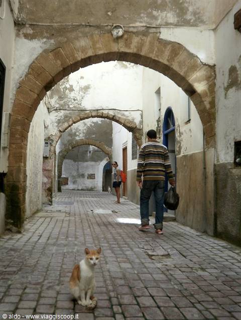 the guardians of the medina..the cats