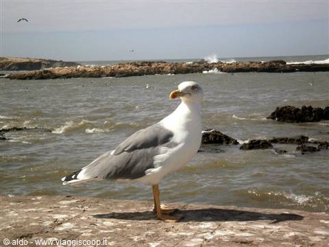seagull