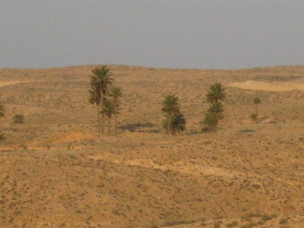 Scattered palms among dry sandy hills under a pale sky