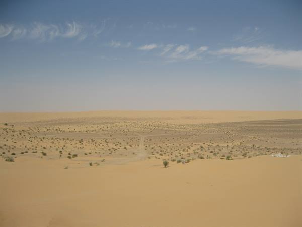 Golden sand dunes with scattered shrubs, dusty path winding between plants