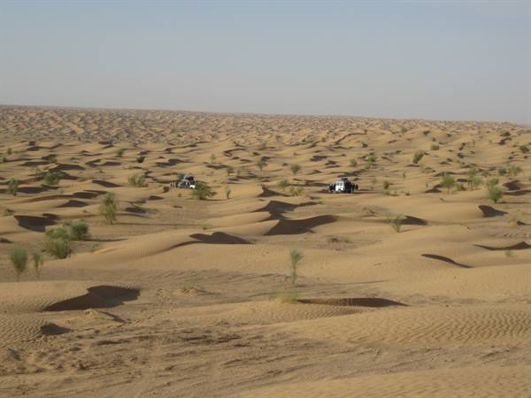 Jeeps driving across sandy dunes dotted with desert bushes