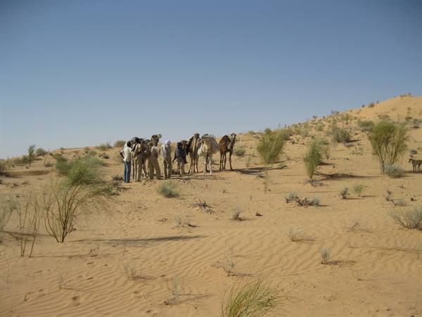 Nomads with camels among sand dunes and desert shrubs
