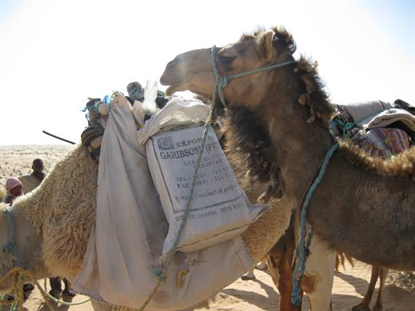 Camels loaded with sacks in the desert, one biting the blue rope