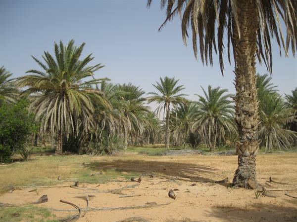 Date palm trunk in foreground over sandy ground and palm grove