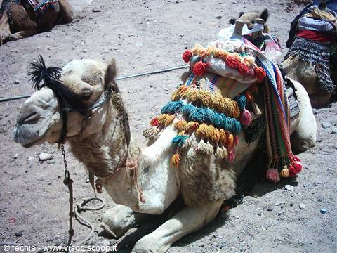 Dromedary