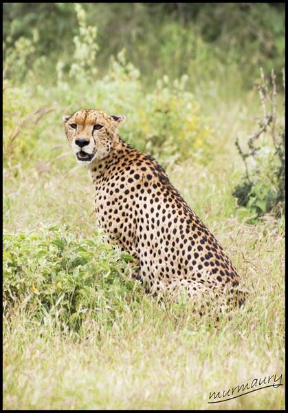 Tsavo Est - cheetah