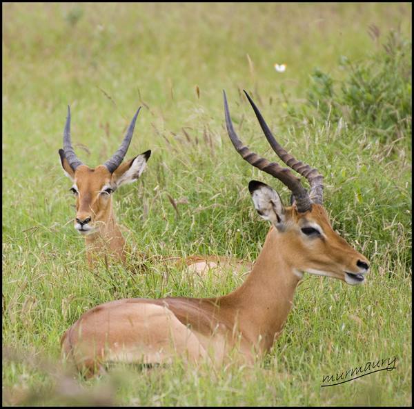 Tsavo Est - gazelle