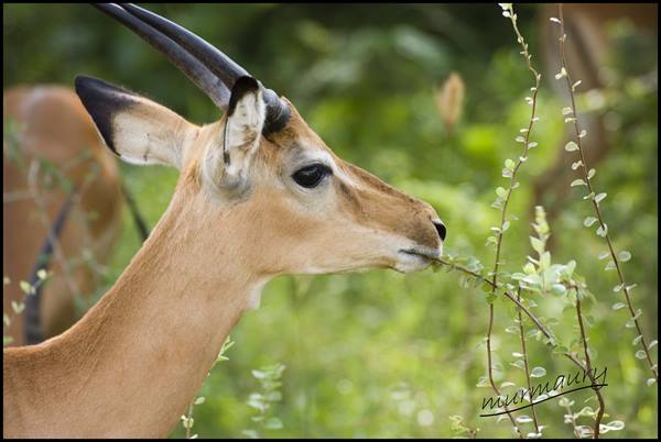 Tsavo Est - gazelle 2