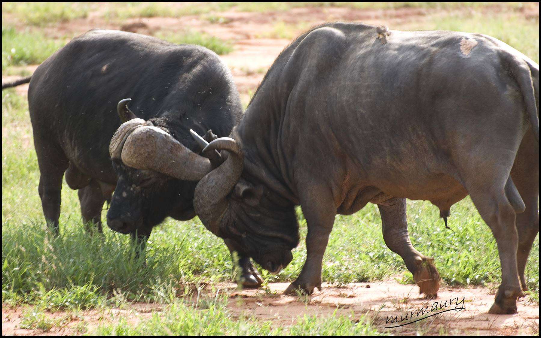 Tsavo Est - buffalo
