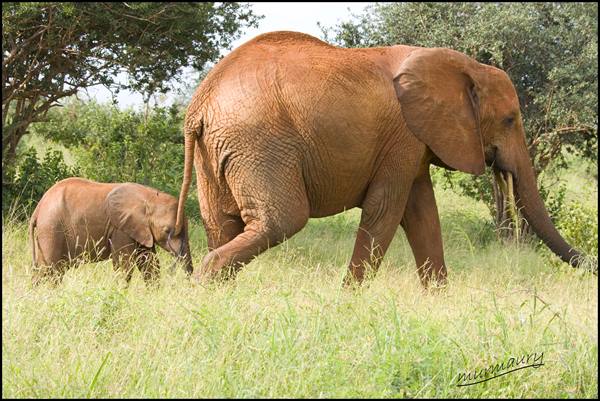 Tsavo Est - tembo