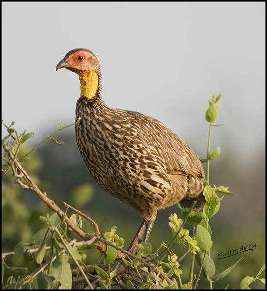 Tsavo East - pheasant?