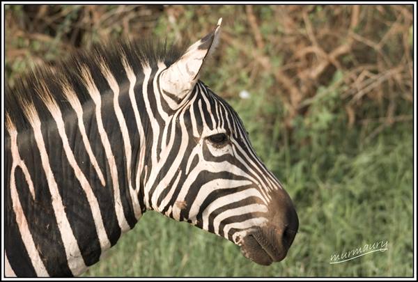 Tsavo Est - zebra