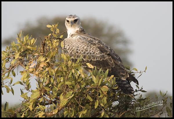 Tsavo Est - osprey