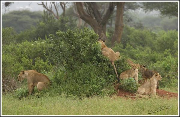 Tsavo Est - simba