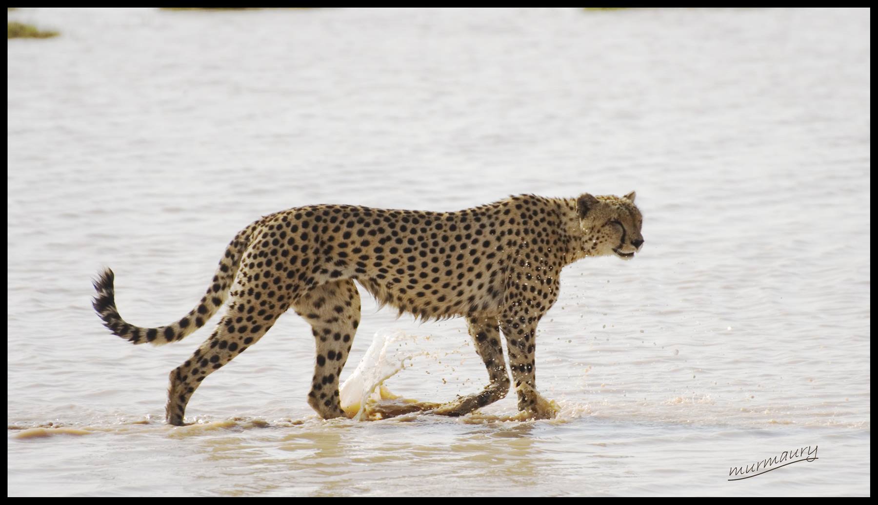 Amboseli - cheetah
