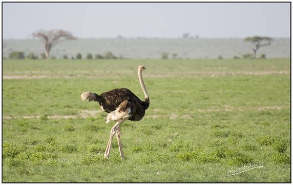 Amboseli - ostrich
