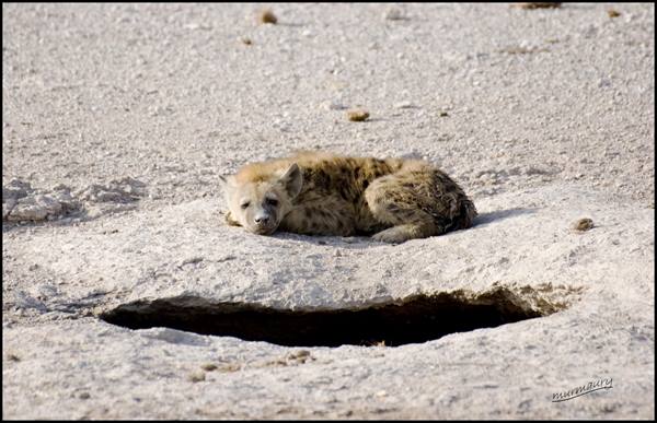 Amboseli - fisi cub