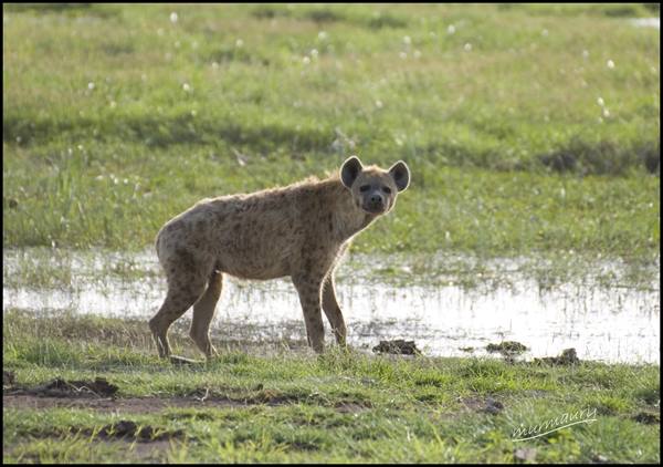 Amboseli - fisi