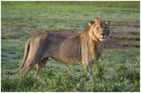 Amboseli - lion