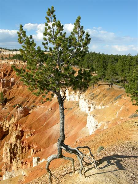 Bryce Canyon 