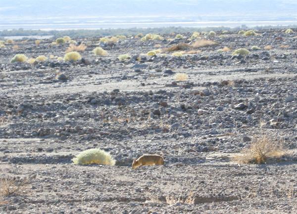 Death Valley - A coyote