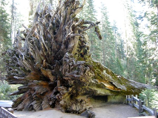 Yosemite National Park - Mariposa Grove - The Sequoias