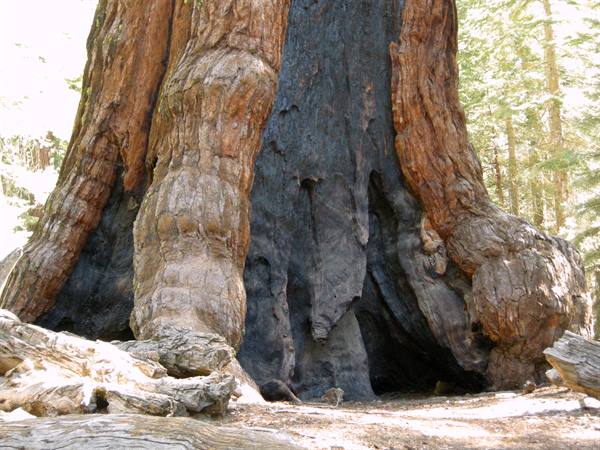 Yosemite National Park - Mariposa Grove - The Sequoias