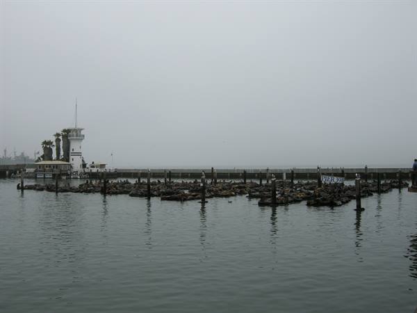 San Francisco - The seals at Pier 39