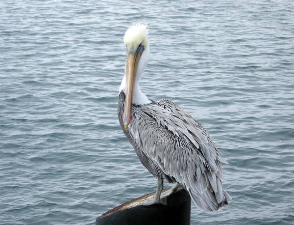 Santa Barbara - A pelican on the pier