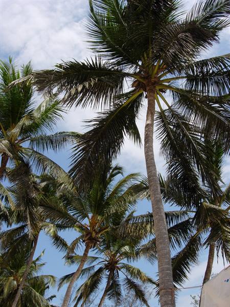 Tall coconut palms against a blue sky with white clouds