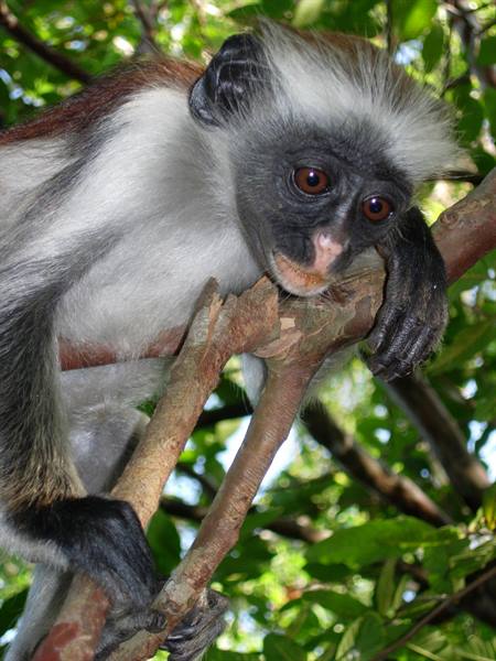 Red colobus monkey resting on a branch among green leaves
