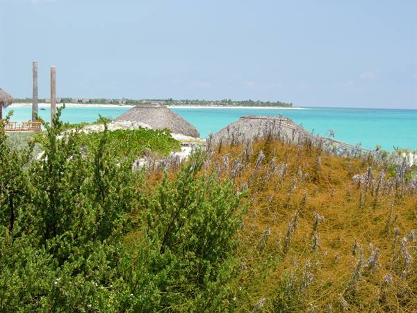 Caribbean beach with thatched palapas and shrubs facing turquoise sea, Cayo Coco